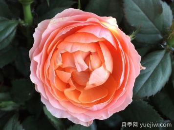無(wú)限女王月季
