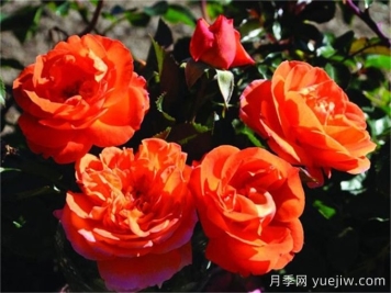 芒果陽(yáng)臺月季有什么優(yōu)缺點(diǎn)？