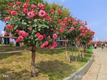 前景無(wú)限，勢如破竹的彩色樹(shù)木