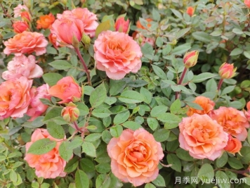 月季花品種到底有多少？