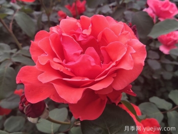 月季有哪些分類(lèi)和代表品種？