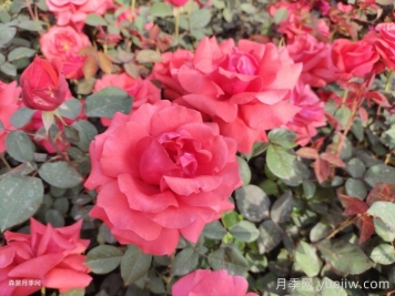 月季花在中國有哪些受歡迎的品種？