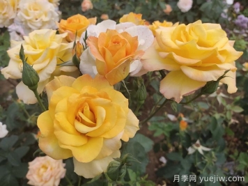 月季花品種會(huì )隨著(zhù)時(shí)間發(fā)展而減少嗎？