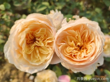 朱麗葉月季適合作為切花嗎？