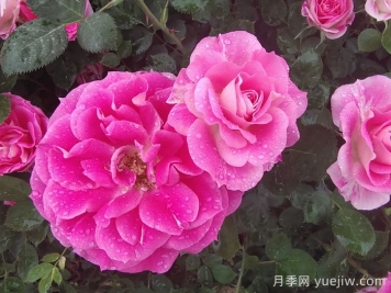 月季花能抗多少度的低溫？