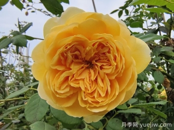 藤本月季最低能耐寒多少度？