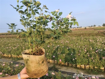 ?月季為什么掉葉子？