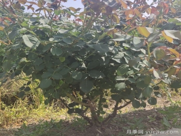 地栽月季花的養殖方法和注意事項