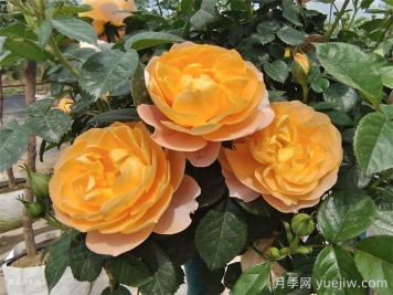 花期長(cháng)且好養的月季有哪些？