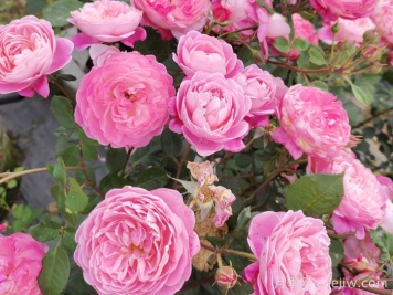 月季怎么養開(kāi)花久？