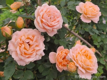 怎樣使盆栽月季交替開(kāi)花？通過(guò)花期調控