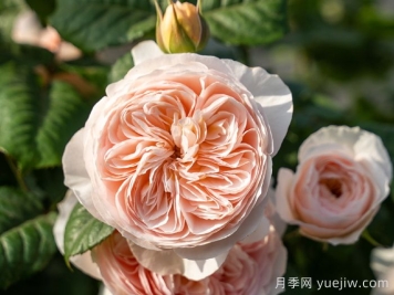 涵仙月季需要春化嗎？