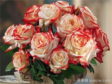 法拉皇后月季多長(cháng)時(shí)間能長(cháng)成大灌木？