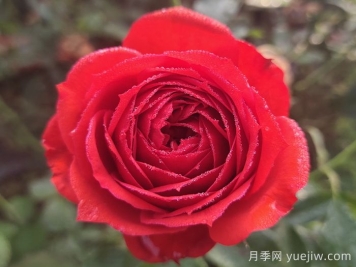 紅蘋(píng)果月季與紅色果汁月季有什么區別？