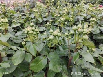 月季到了5月份還不開(kāi)花是什么原因？