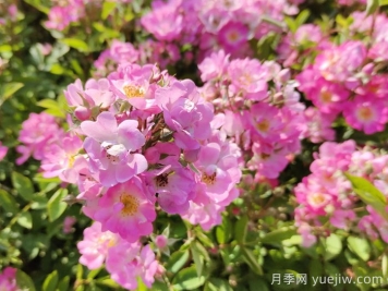 調控月季開(kāi)花期的技巧