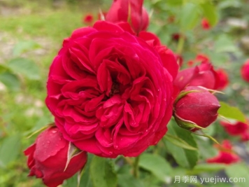 紅蘋(píng)果月季和紅舞裙月季有什么區別？