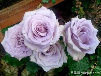 海洋之歌月季是藤本還是灌木？