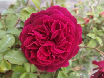 黑魚(yú)子醬月季和黑伍德月季哪個(gè)好？