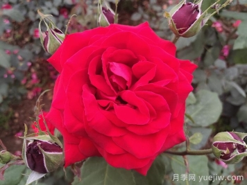 不同顏色的月季花語(yǔ)與寓意
