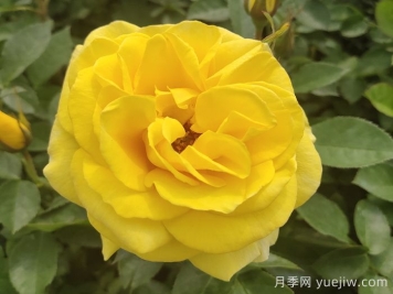 金鳳凰月季的優(yōu)缺點(diǎn)是什么？