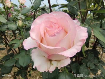 愛(ài)莎玫瑰和艾莎月季有什么區別？