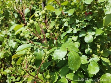 月季花苞需要疏蕾嗎？