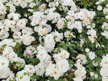 新疆可以種植哪些月季花品種？