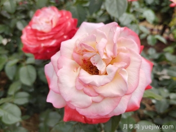 月季花在高溫環(huán)境下如何養護