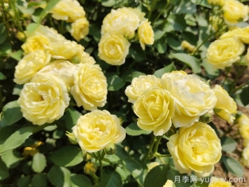 給月季花澆水時(shí)要避免澆到哪些部位？