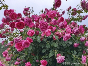 月季有紅蜘蛛用什么藥防治效果好？