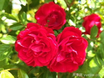 紅木香月季和夏令營(yíng)月季有什么區別？