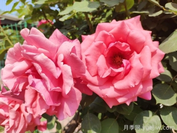 月季的花朵最大可以長(cháng)到多少厘米？