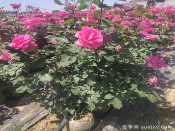 月季開(kāi)完花，不同狀態(tài)和季節怎樣修剪？