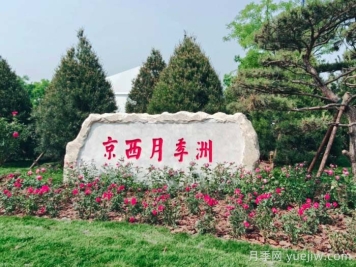 第九屆國際月季大會(huì )，北京京西月季洲開(kāi)啟頂流