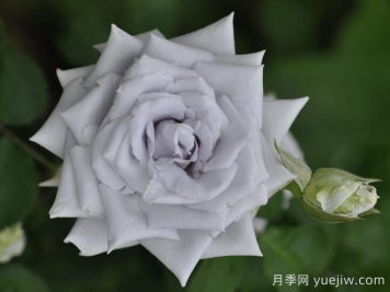 月季介紹之藍色天堂