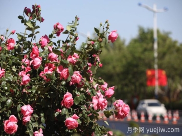 濱州月季：市花月季綻放，繁花似錦惹人醉！