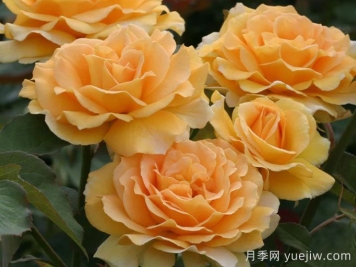 月季介紹之蜂蜜香水