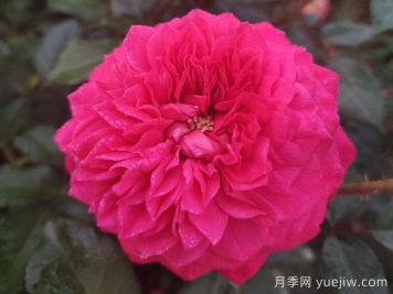 月季介紹之榴花秋舞