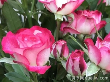 月季介紹之復色獅子座