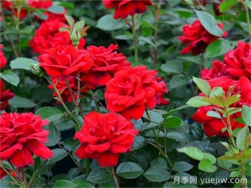 月季介紹之青梅之愛(ài)