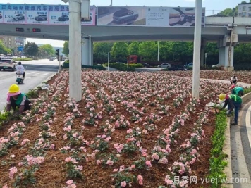 郴州月季：郴州增植月季，月季綻放驚艷花海