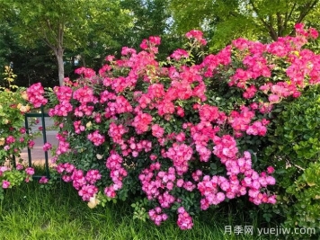 濰坊月季：月季在哪里？主干道萬(wàn)株月季盛開(kāi)
