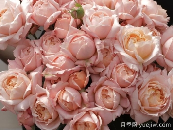 月季介紹之朱麗葉塔