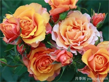 月季介紹之永遠的艾帕索
