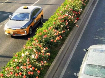 北京豐臺17.6公里月季項鏈上線(xiàn)，三環(huán)路變身浪漫花廊