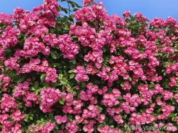 月季花墻