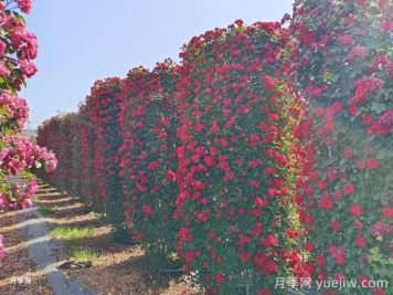 月季花柱
