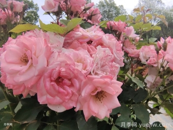 月季花后需要修剪嗎？不剪可以嗎？