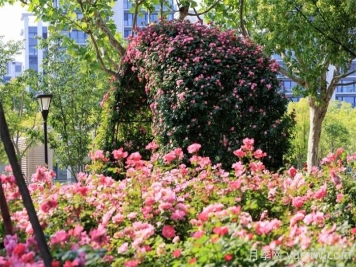 上海浦東濱江前灘月季園，置身月季花海